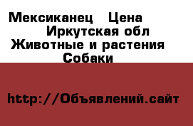 Мексиканец › Цена ­ 4 500 - Иркутская обл. Животные и растения » Собаки   
